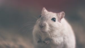 Eine Maus