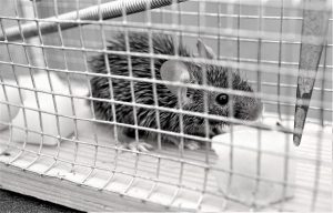 Maus in einer Falle