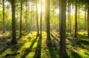 Wald im Sonnenlicht